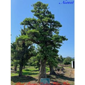2025年 植木 黒松(クロマツ)の中樹 No9 F-1 : PLANT・BONSAI・Produce