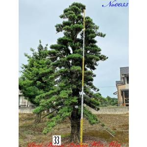 植木 美景美観 羅漢槇(ラカンマキ)No36 : PLANT・BONSAI・Produce・WIN