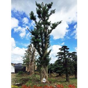 植木 美景美観 羅漢槇(ラカンマキ)の巨樹No6の商品画像