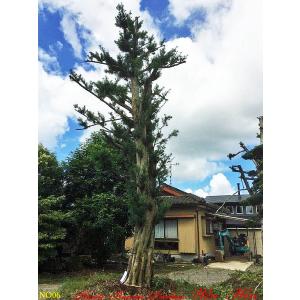 植木 美景美観 羅漢槇(ラカンマキ)の巨樹No6の詳細画像1