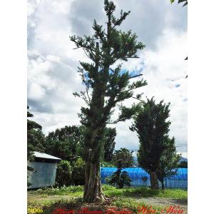 植木 美景美観 羅漢槇(ラカンマキ)の巨樹No6の詳細画像3