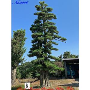 植木 美景美観 羅漢槇(ラカンマキ)の巨樹No6の詳細画像4