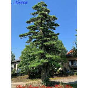 植木 美景美観 羅漢槇(ラカンマキ)の巨樹No6の詳細画像5