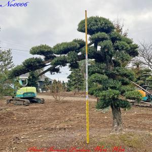 2025年 植木 黒松(クロマツ)の中樹 No9 F-1 : PLANT・BONSAI・Produce