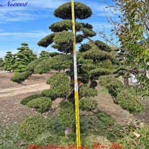2025年 植木 黒松(クロマツ)の中樹 No9 F-1 : PLANT・BONSAI・Produce
