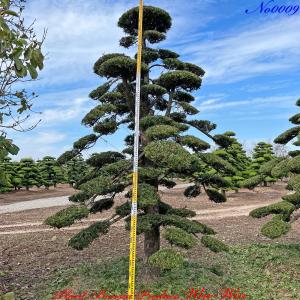 New Release 植木 美景美観 羅漢槇(ラカンマキ)の中樹 No23 : PLANT