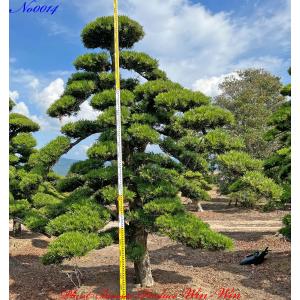 2025年 植木 美景美観 赤松 (アカマツ)の中樹 No8 F-1 : PLANT・BONSAI