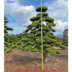 赤松『樹高約195㎝』引き取り限定。配達も可能。配達の場合、植込み無料❗️ 赤松『樹高約195㎝』引き取り限定。配達も可能。配達の場合、植込み