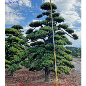 当園引き渡し 槇の木 マキの木 らかんまきB 樹齢30年以上 幹回り約25cm