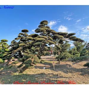 当園引き渡し 槇の木 マキの木 らかんまきB 樹齢30年以上 幹回り約25cm