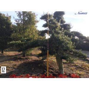 2025年 植木 黒松(クロマツ)の中樹 No9 F-1 : PLANT・BONSAI・Produce