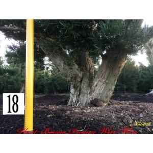 2025年 植木 黒松(クロマツ)の中樹 No9 F-1 : PLANT・BONSAI・Produce