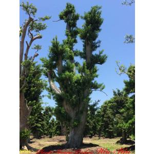 植木 美景美観 羅漢槇(ラカンマキ)の巨樹 No15の詳細画像1