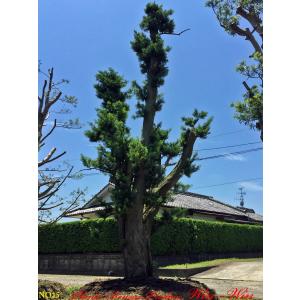 植木 美景美観 羅漢槇(ラカンマキ)の巨樹 No15の詳細画像3
