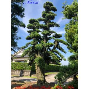植木 美景美観 羅漢槇(ラカンマキ)の巨樹 No15の詳細画像4