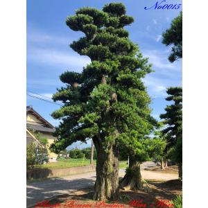 植木 美景美観 羅漢槇(ラカンマキ)の巨樹 No15の詳細画像5