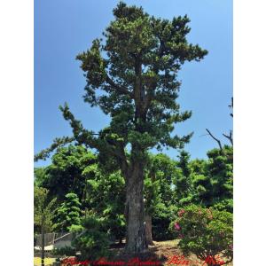 2024年 NewRelease 美景美観 カナリーヤシの中樹 No1(50本) : PLANT