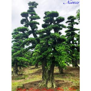 当園引き渡し 槇の木 マキの木 らかんまきA 樹齢30年以上 幹回り約25cm