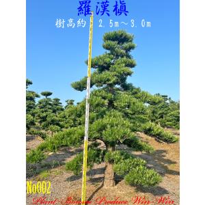 当園引き渡し 槇の木 マキの木 らかんまき : 外海商店 - 通販 - Yahoo