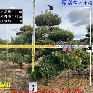 2025年 植木 黒松(クロマツ)の中樹 No9 F-1 : PLANT・BONSAI・Produce