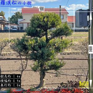 2025年 植木 美景美観 赤松 (アカマツ)の中樹 No8 F-1 : PLANT・BONSAI