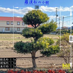 2025年 植木 美景美観 赤松 (アカマツ)の中樹 No8 F-1 : PLANT・BONSAI