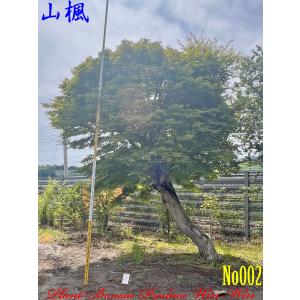 2022年 美景美観 自然形 5本株立ち アオダモの大樹 No1 : PLANT