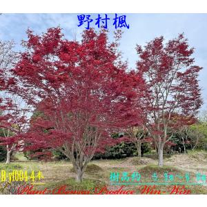 ノムラモミジ　野村紅葉 2024年 美景美観 野村紅葉(ノムラモミジ)の大樹 No1〜No11 : PLANT