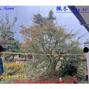 2025年 New Release 美景美観 蘇鉄(ソテツ) No2 : PLANT・BONSAI