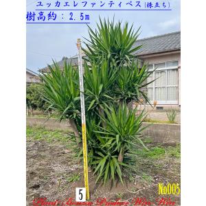 2024年 美景美観 ビロウヤシの大樹 No3 (7本) : PLANT・BONSAI