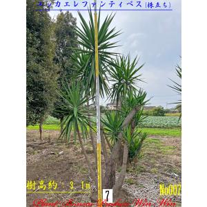 ユッカ　エレファンティペス　３ ユッカエレファンティペス | 花街道農園