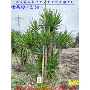 ココスヤシNo2 ココスヤシ | STORES