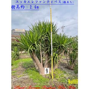 2025年 New Release 美景美観 蘇鉄(ソテツ) No2 : PLANT・BONSAI