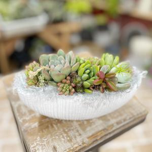3999➡3300円20cm 壁掛けOK 大きな多肉リース❤ 寄せ植え 多肉リース 多肉植物 寄せ植え 母の日 プレゼント その他インテリア
