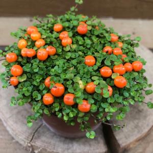 コケサンゴ　苔珊瑚