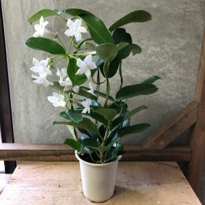 マダガスカルジャスミン