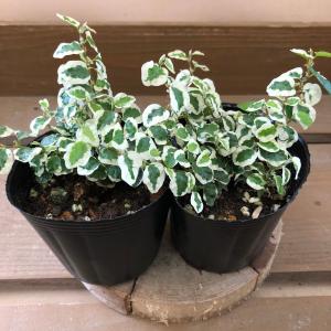 フィカス プミラ　2ポットset