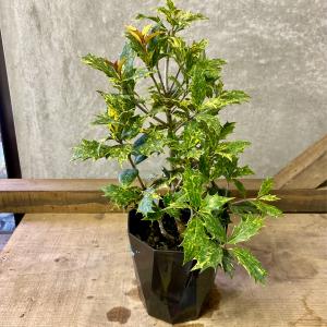 コーデックス：メキシコ亀甲竜 ディオスコレア マクロスタチア*塊幅