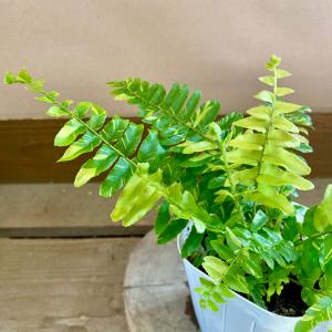 観葉植物 シダ ネフロレピス タイガーの詳細画像1