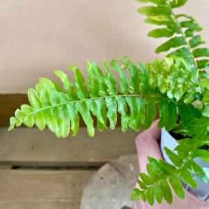 観葉植物 シダ ネフロレピス タイガーの詳細画像2