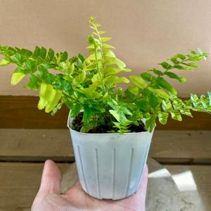 観葉植物 シダ ネフロレピス タイガーの詳細画像3