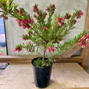 グレビレア フォレストランブラー グレヴィレア オージープランツ