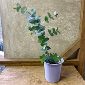 ユーカリ苗の商品一覧 通販 Yahoo ショッピング