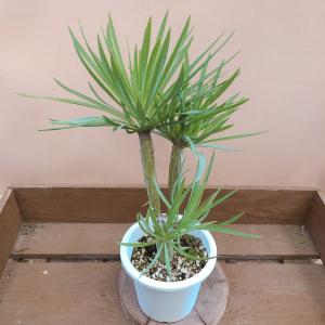 コーデックス：ミラビリス ジャラパ*塊根幅8cm 現品！一品限り