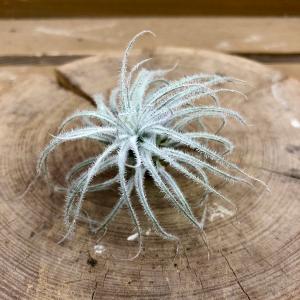 観葉植物：チランジア エアープランツ ドラティ 現品*ドゥラティ エア