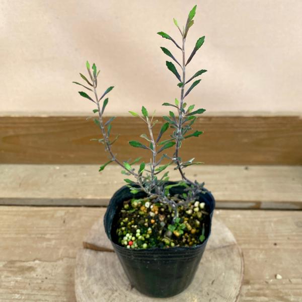 常緑低木　コロキア　ワイヤースター