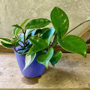 観葉植物　サクララン　ホヤ カルノーサ　リップカラー