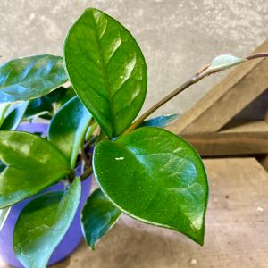 観葉植物 サクララン ホヤ カルノーサ リップカラーの詳細画像1