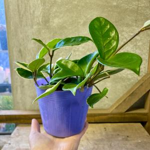 観葉植物 サクララン ホヤ カルノーサ リップカラーの詳細画像4