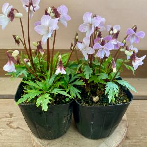 山野草　日本スミレ　薄紅肥後すみれ(ウスベニヒゴスミレ)　2ポットset